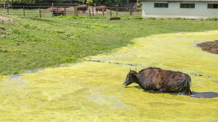 Sunce upržilo, a osječki ZOO muku muči s poplavom! Dio nastambi pod vodom, čak su bizoni i deve 'proplivali'