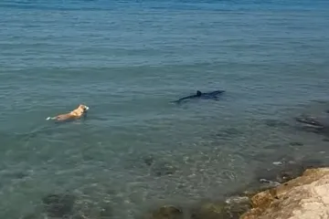 Retriver skočio u more i zaplivao za morskim psom, uzalud su za njim vikali 'stani, stani'