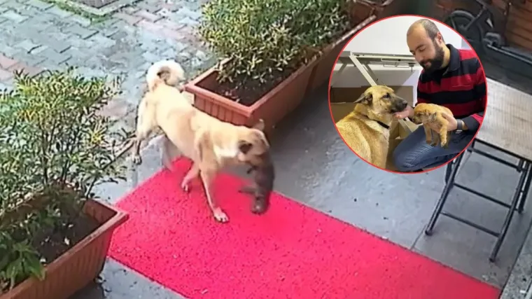 Očajna kujica donijela polumrtvo štene pred vrata veterinarske klinike, liječnici ga oteli smrti