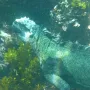 7. Española (Ekvador) - Nalazi se u arhipelagu Galápagos te obiluje jedinstvenim vrstama poput albatrosa i morskih iguana (na fotografiji). Svaki ljubitelj divljih životinja koji se odvaži doći na ovaj otok naći će se u raju, budući da on ima netaknute plaže i bogata staništa nekih od najneobičnijih vrsta flore i faune.