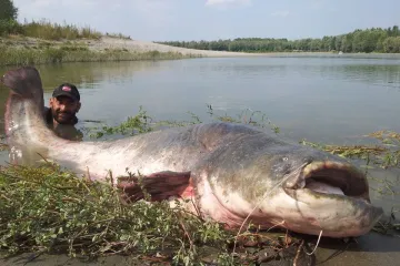 Kruna ribičke karijere: e, to se zove ulov - upecao soma od 120 kilograma