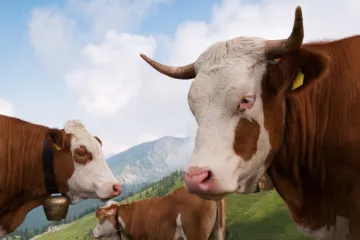 Austrija piše Kodeks ponašanja za susret s kravama u planinama