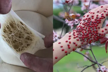 Bolujete li od tripofobije? Ove fotografije su nama zgadile život, tako da mi vjerojatno bolujemo