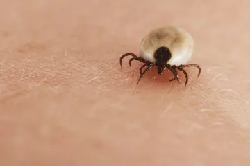 Otkriveno da ugriz krpelja uzrokuje ozbiljne pa i smrtonosne alergije: I to na namirnicu koju često jedemo!
