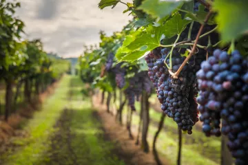 Polovica svjetskih vinograda možda nestane ako se Zemlja zagrije za 2° C
