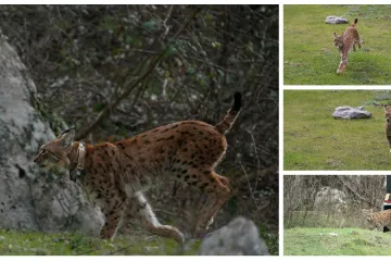 Upoznajte leoparda hrvatskih šuma: Velika zvijer jednom je već nestala, znanstvenici je pokušavaju spasiti