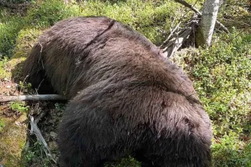 Rus ustrijelio medvjeda i kad je pomislio da je mrtav napravio koban potez: Ranjena zvjer zadala mu je smrtonosan udarac