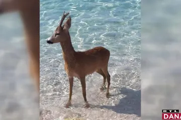 Kako postupati prilikom susreta s divljim životinjama? Stručnjaci za RTL: 'Nemojte ih uzimati'