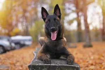 Proglašen je najinteligentniji pas na svijetu. Je li vaš na listi?