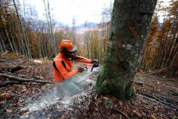 Muškarac (60) kod Đakova posjekao šumu: Šteta je 20.000 eura