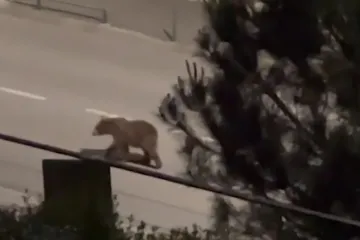 Posljednjih desetak dana medo je tražio hranu po Kraljevici, Bakru i Kostreni, a priča je sada dobila sretan kraj