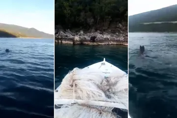 Medo se brčka u Jadranu! Školjkar sve vidio: 'Ne bih vjerovao da mi to netko kaže'