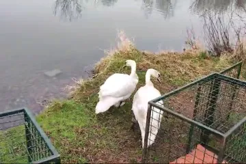 U Zagrebu spasili dvoje labudova. Dok su ih liječili, dogodila se ljubav