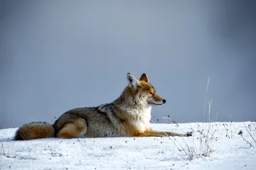 [KVIZ] Možeš li prepoznati divlje životinje s fotografija?