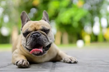Veterinarka upozorava na toplinski udar kod pasa: 'To su prvi znakovi'