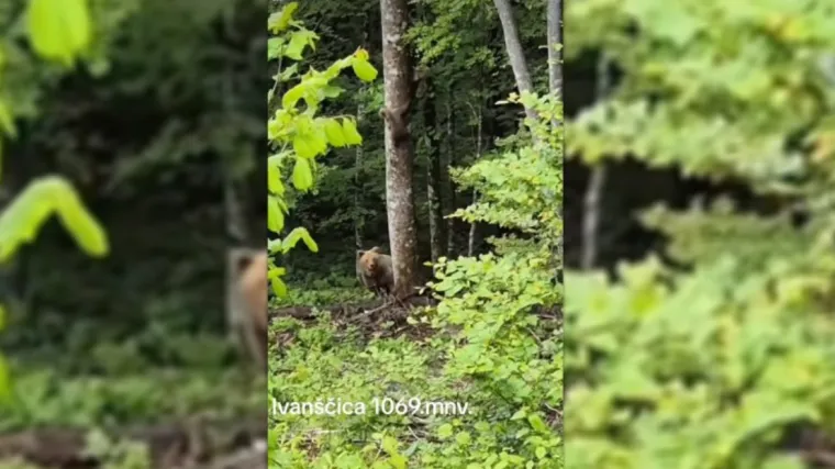 Svjedok zabilježio šokantan prizor: Medvjedica s mladuncima snimljena na Ivanščici?