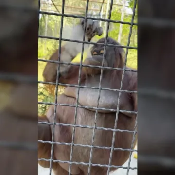 Snimka zgrozila svijet: MMA borkinja orangutanu dala električnu cigaretu, sad se pokušava opravdati!